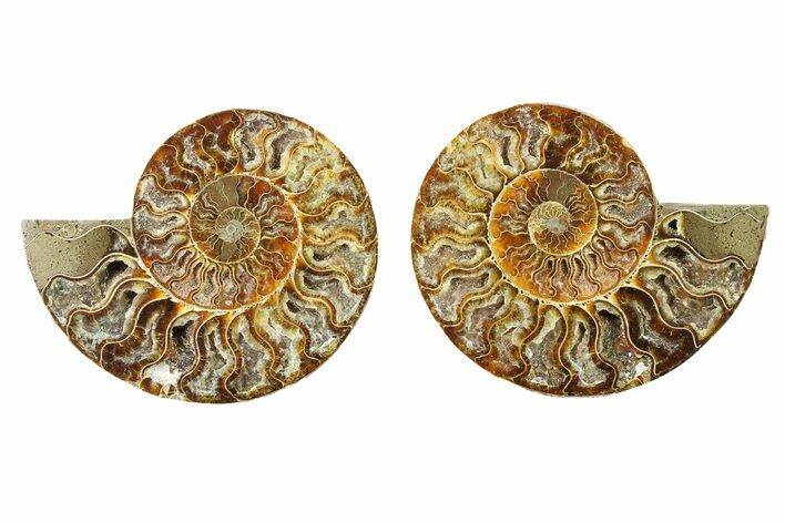 Cut & Polished, Crystal-Filled Ammonite Fossil - Madagascar #336669